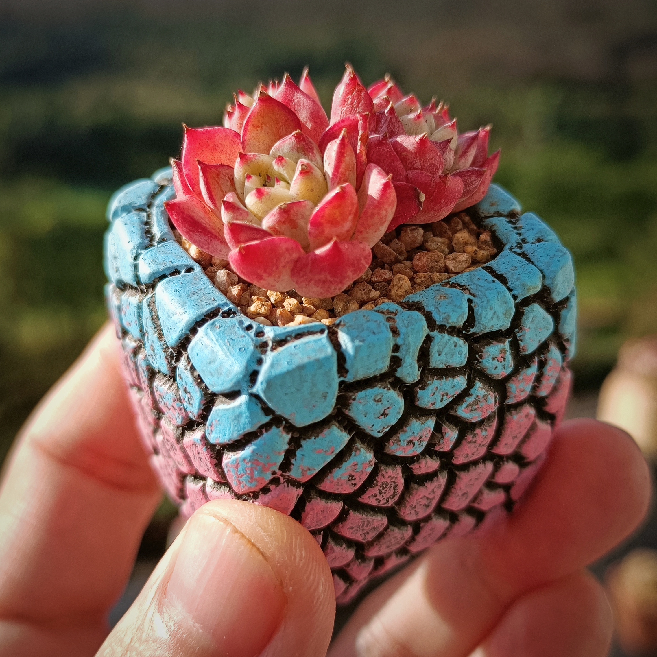 一个一块多轻松入手,分享给肉友小伙伴.下方链接直接冲!#多肉