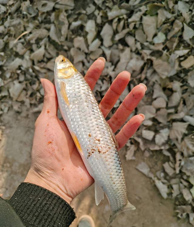 小型流氓鱼观赏鱼图片