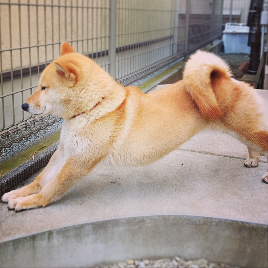 狗狗频繁"伸懒腰",其实是想告诉你这些,主人别不明白