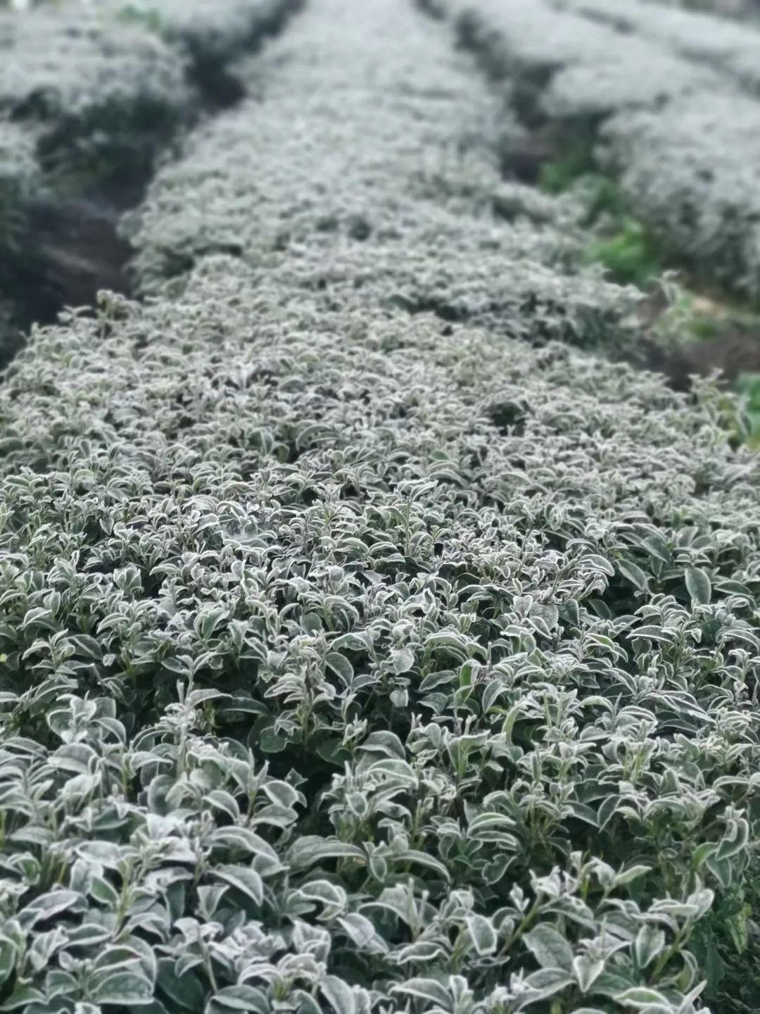 腾冲极边高山茶园:晨霜翠意,极边之美