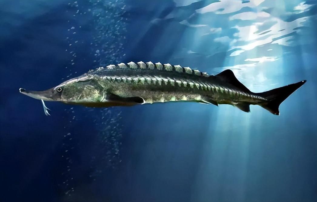 世界上最稀有的鱼排名图片