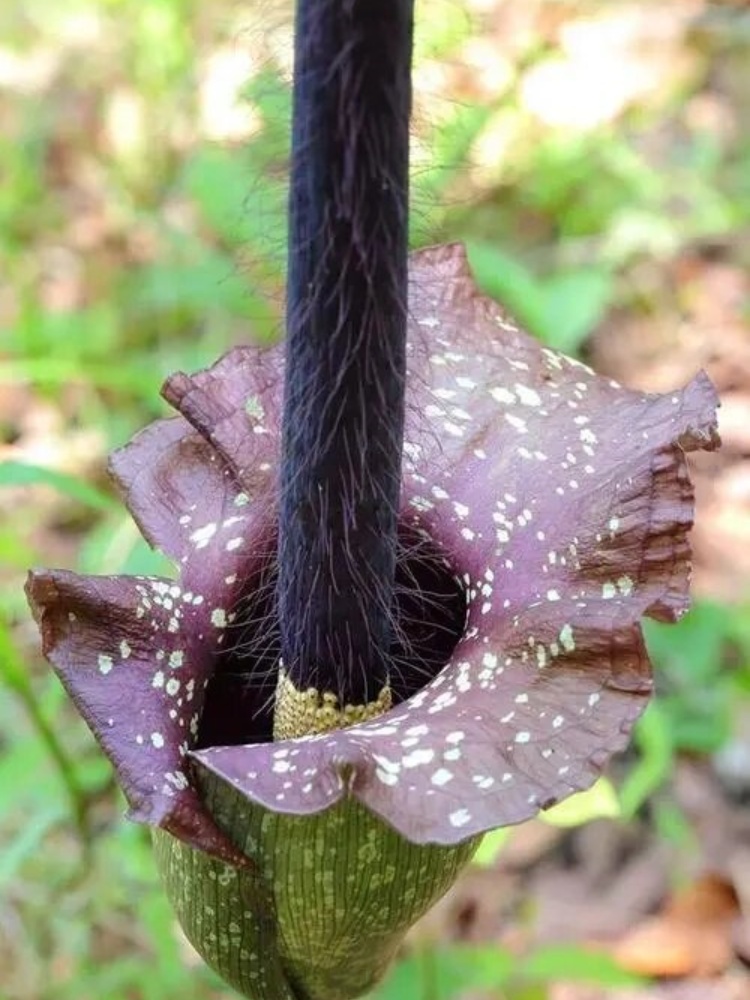魔芋基本都吃过,但魔芋开花基本没见过