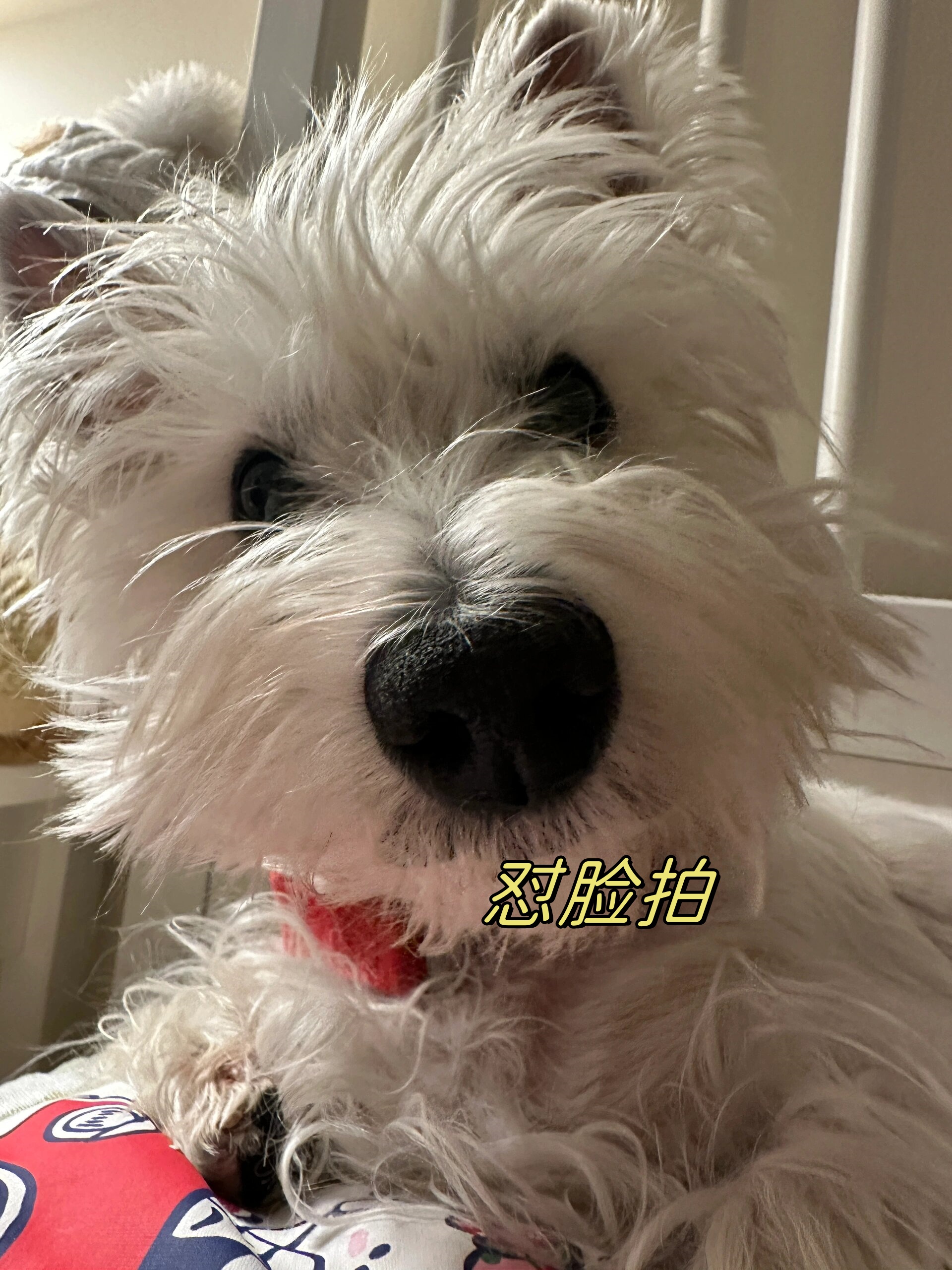 怼脸拍  大鼻子攻击!这可爱的小家伙,简直是直击我心啊! #狗狗日常