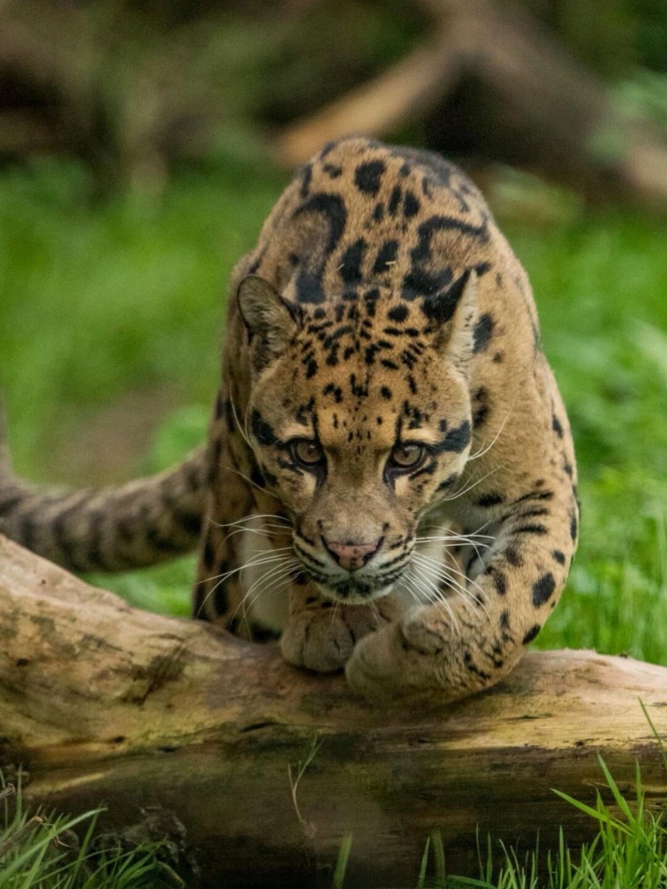 每天认识一种神奇动物-云豹  云豹:自然界的隐秘之美  云豹,这是一种