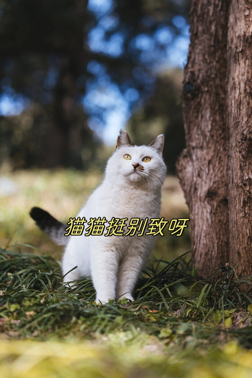 锅盖头加小胡子,这位仁兄长得很别致啊,抓拍真不容易呀