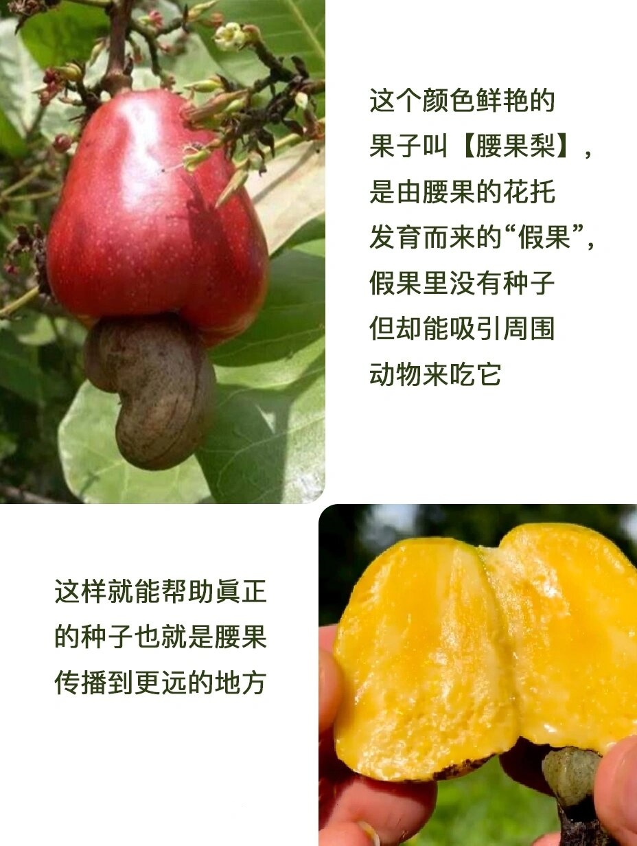 每天认识 一种 植物-腰果 .@荔薇老师分享的动态