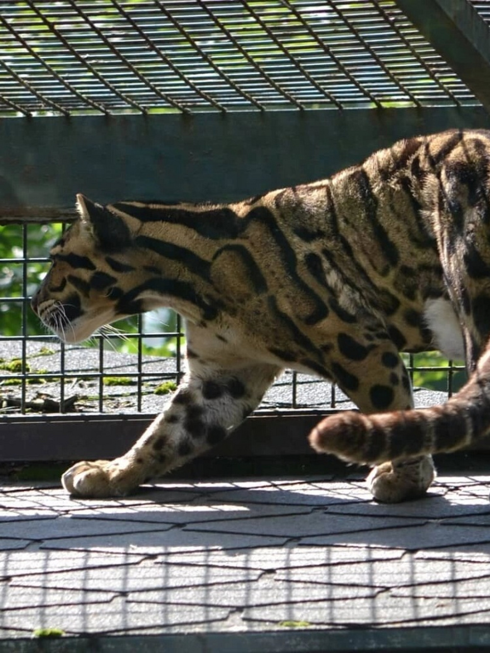 每天认识一种神奇动物-云豹  云豹:自然界的隐秘之美  云豹,这是一种