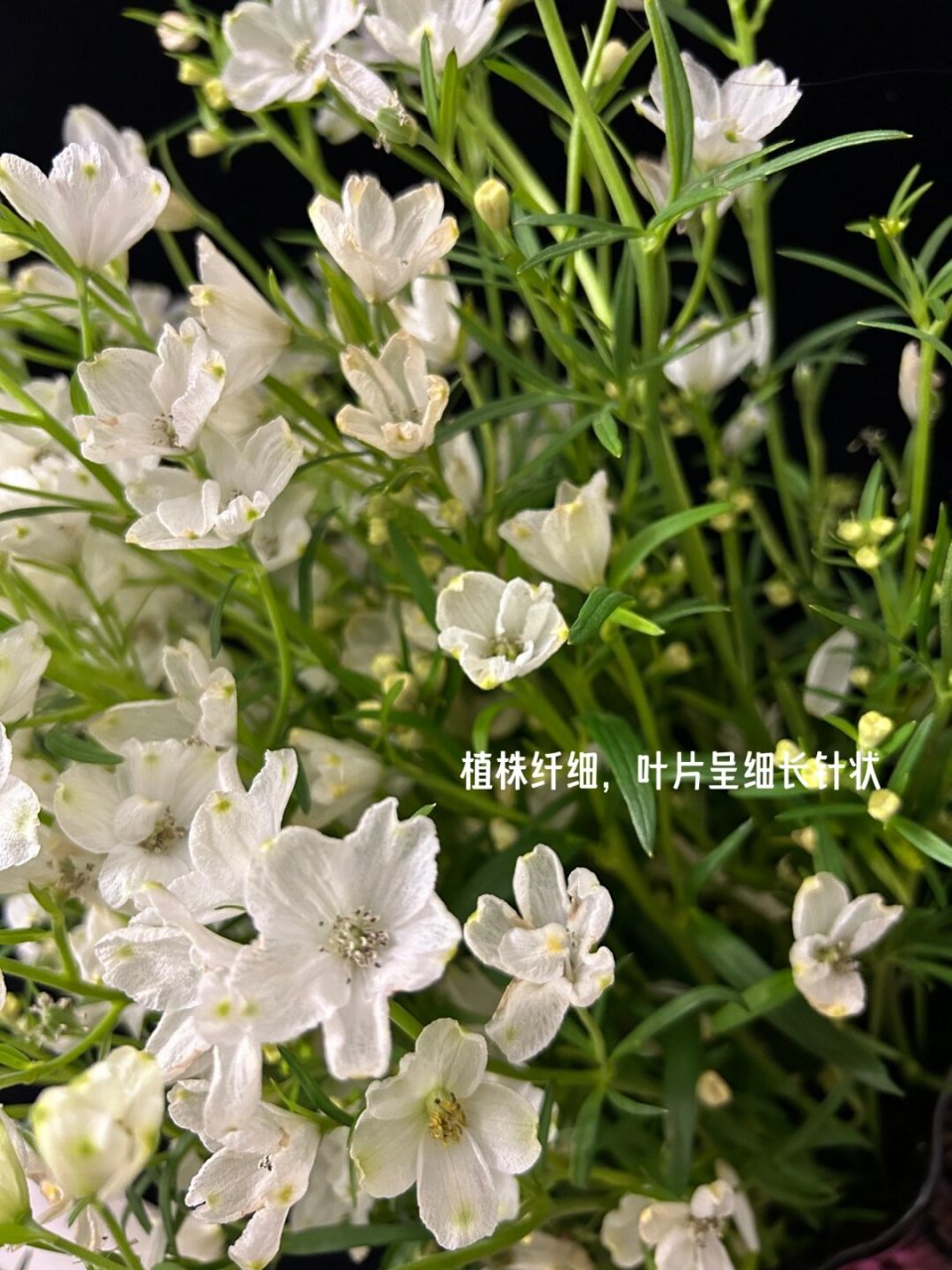 "h"小姐不可无花•每天带你认识一种花  🎈别名:飞燕草,大花飞燕