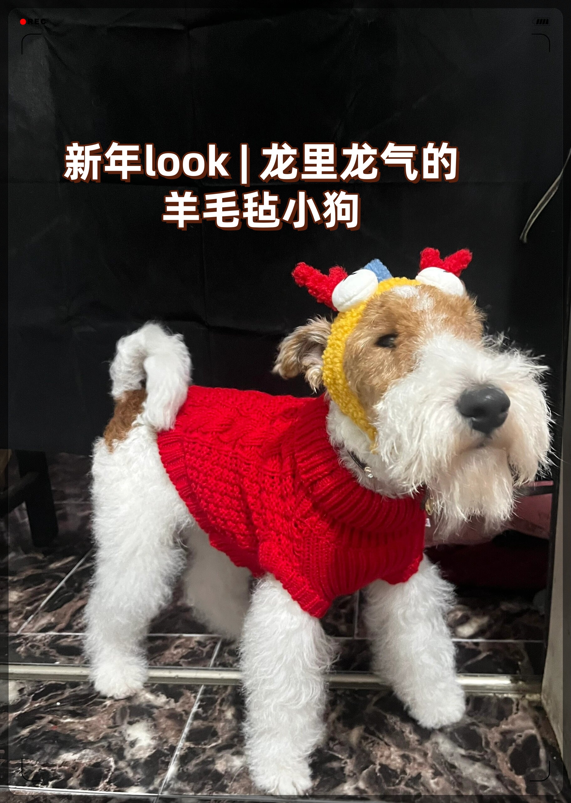 刚毛猎狐梗