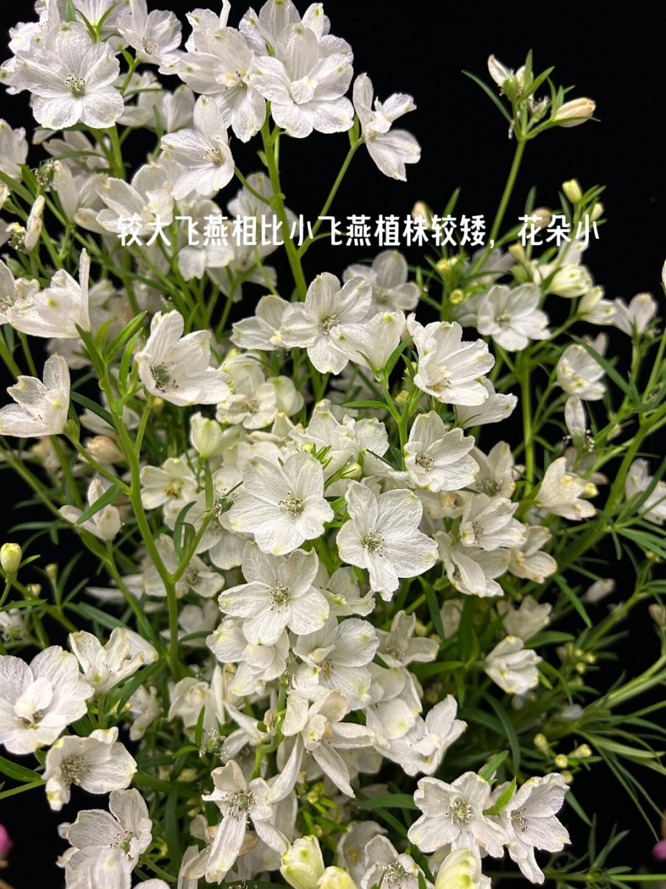 "h"小姐不可无花•每天带你认识一种花  🎈别名:飞燕草,大花飞燕