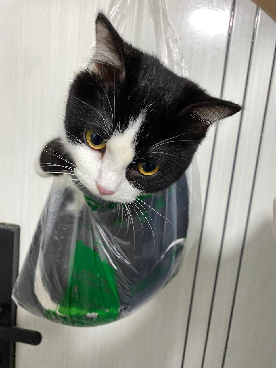 卖奶牛猫了多少钱一斤合适  傻孩子太爱玩塑料袋了,趁她钻进去马上