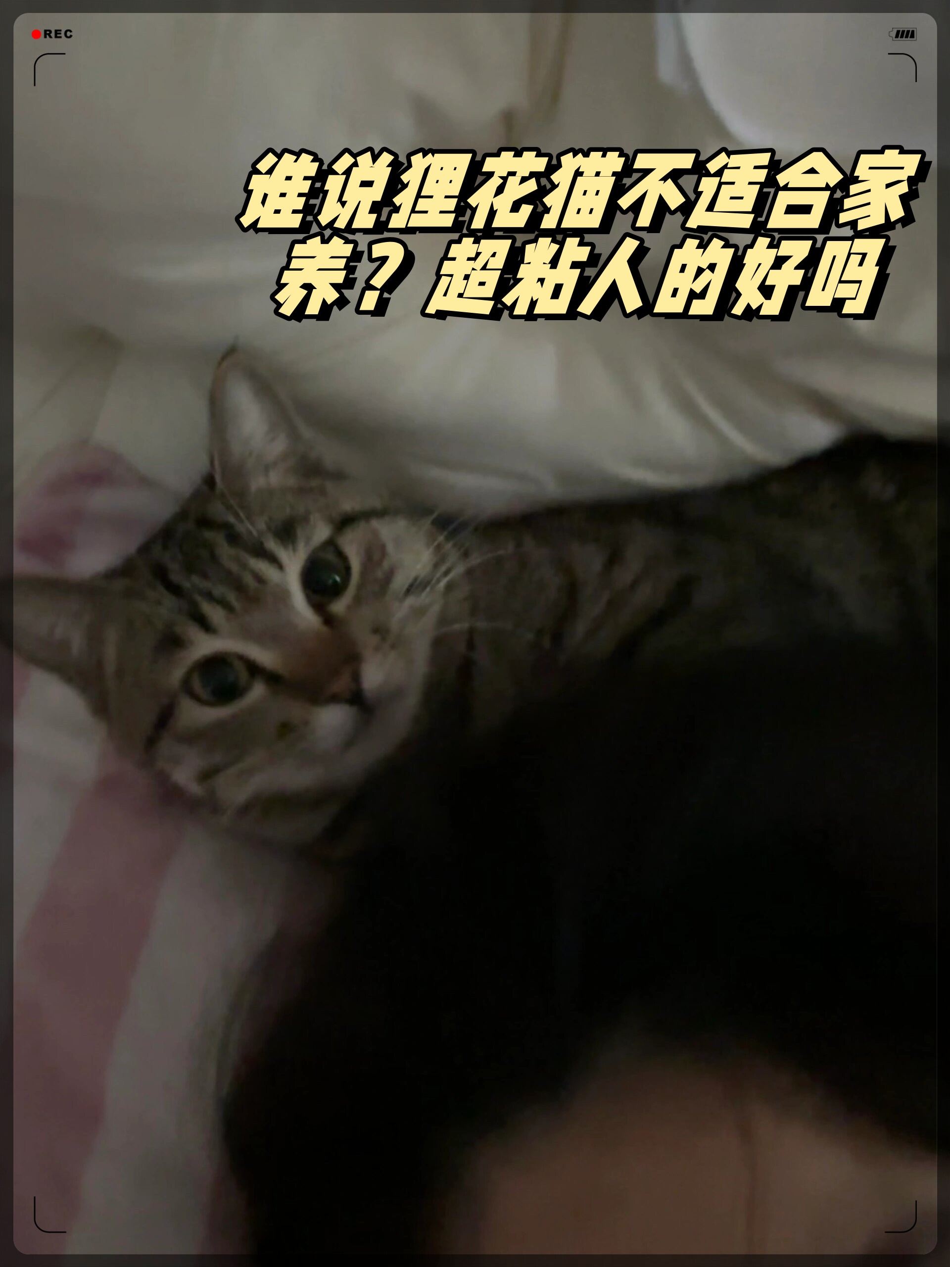 猫为什么喜欢贴着人睡 猫为什么喜欢贴着人睡