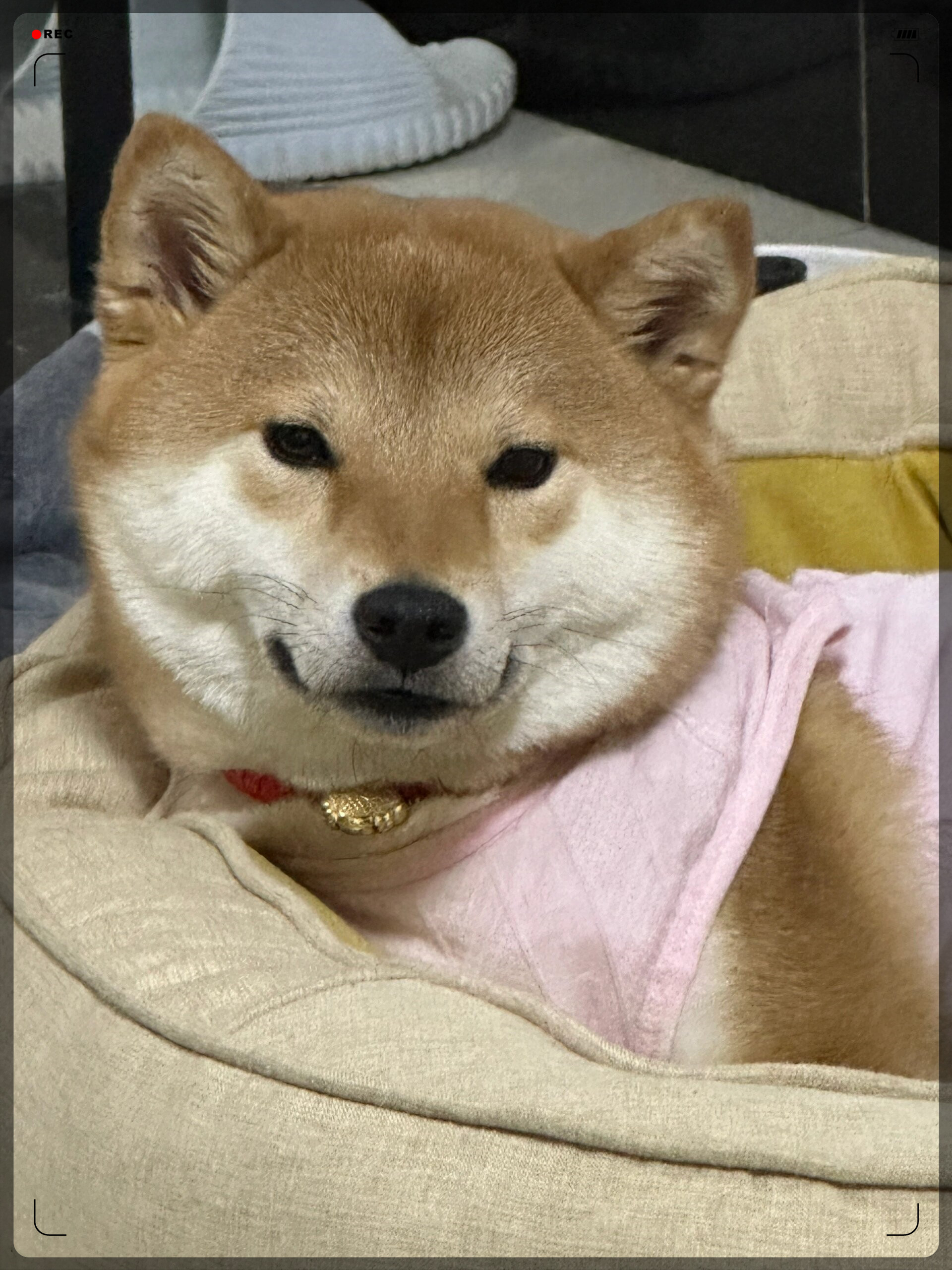 之前它掉毛掉到几乎秃了我还以为它生病了赶紧带它去看了兽医