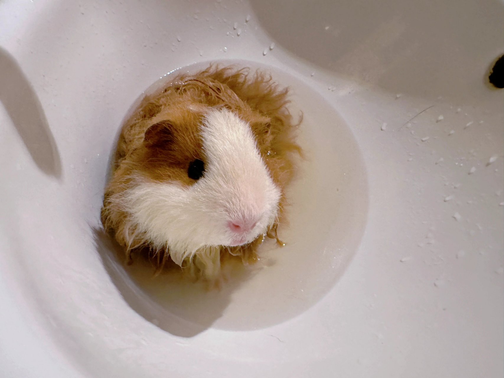 可爱小so第一次洗澡  我家仓鼠是洗澡不乱动的乖宝宝没错了 ,就是宝的