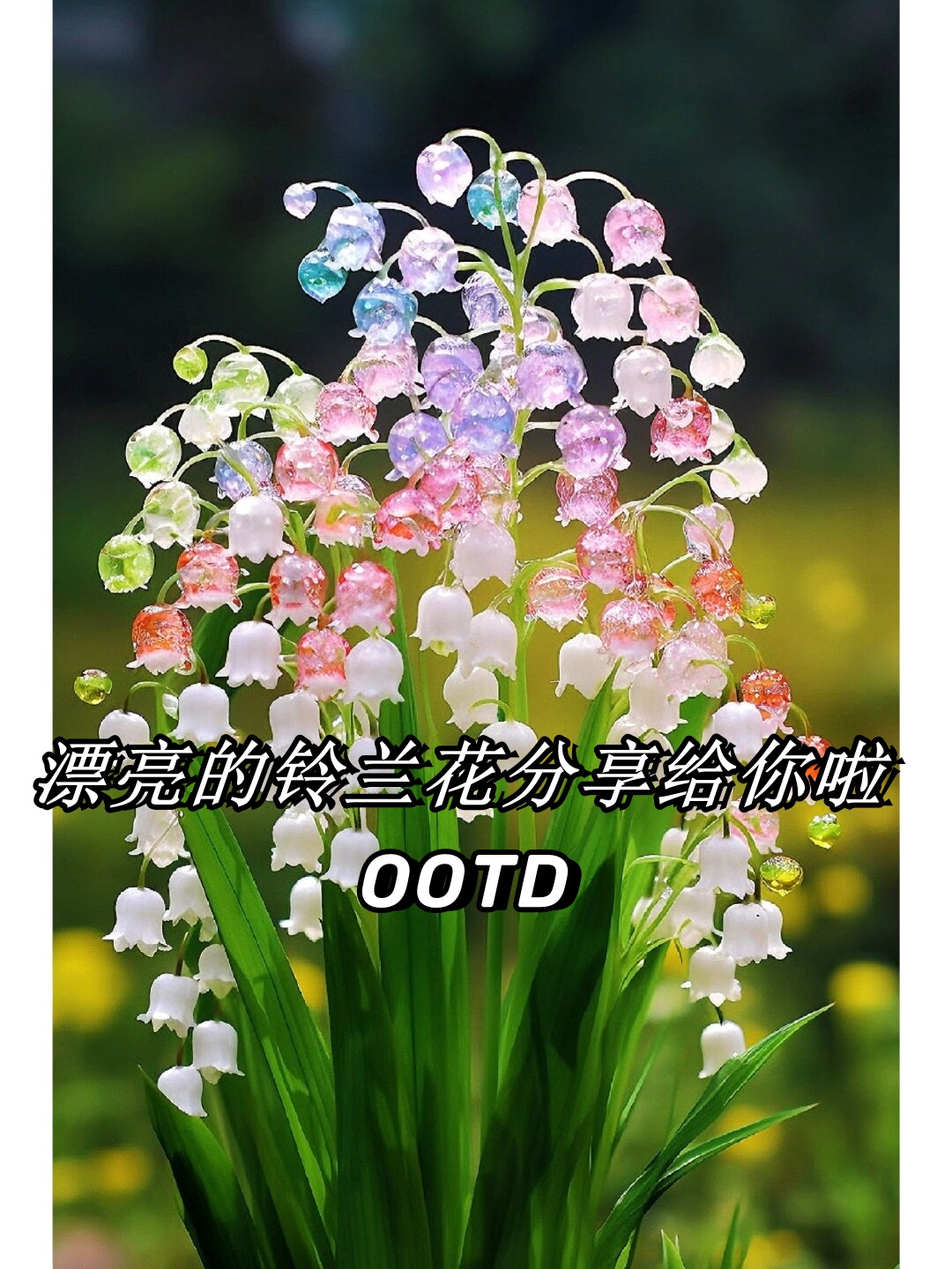 漂亮的铃兰花分享给你啦