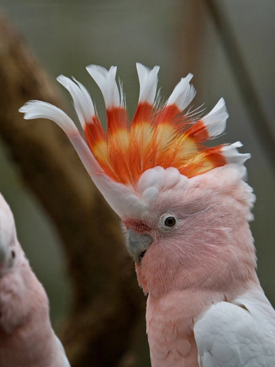 每天认识一种奇妙动物-彩冠凤头鹦鹉  彩冠凤头鹦鹉:澳洲的独特使者