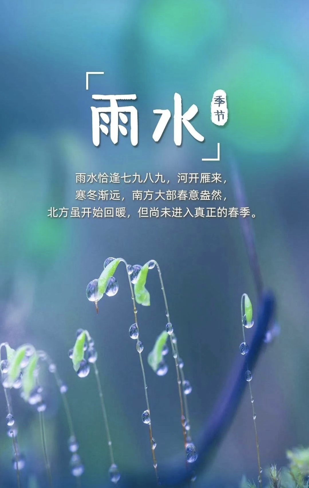 雨水节气代表花图片