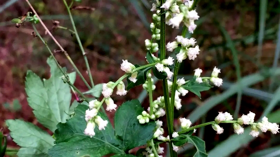 岸边野草野花《白苞蒿》