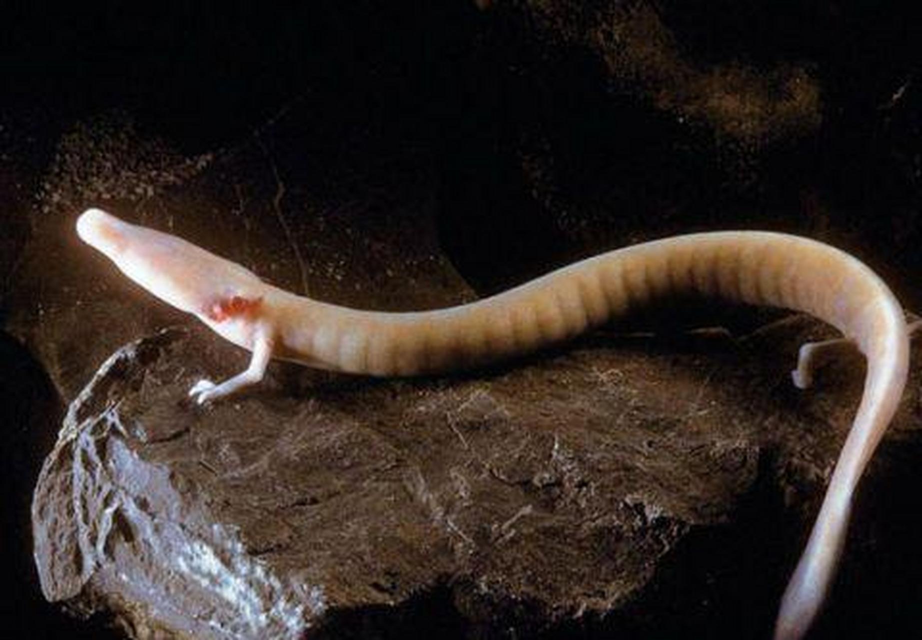 长得最像龙🐉的一种动物~洞螈.