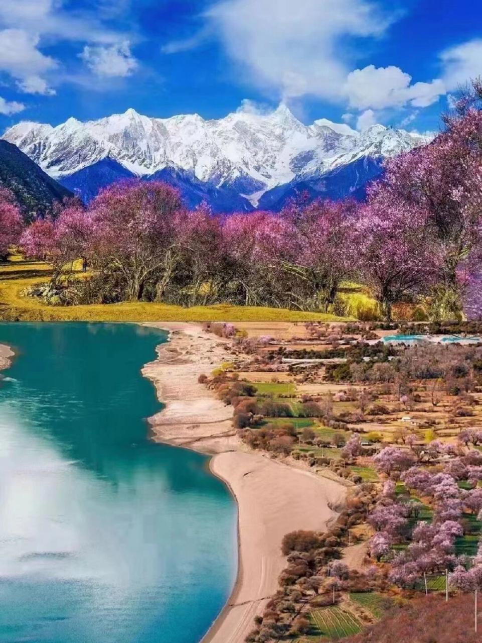 人间四月芳菲尽山寺桃花始盛开林芝桃花节桃花灼灼 赴一场浪漫的春光