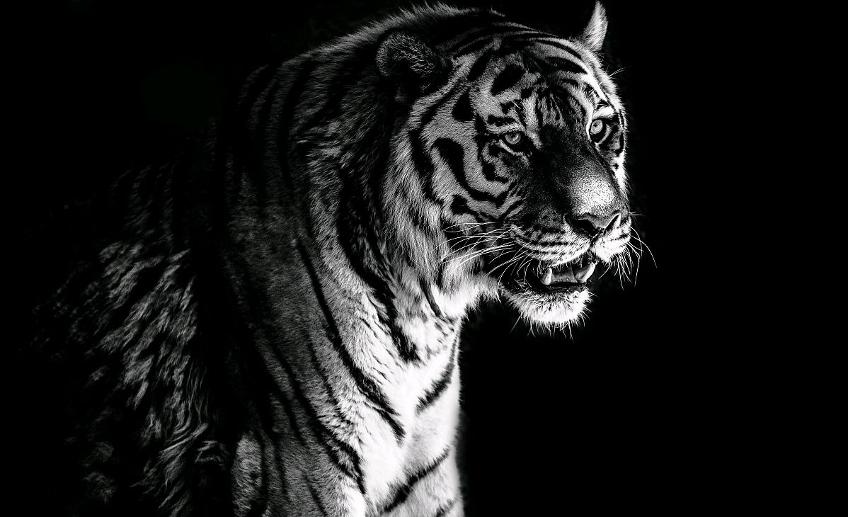 美洲虎与小亚种老虎的对决,真相揭秘