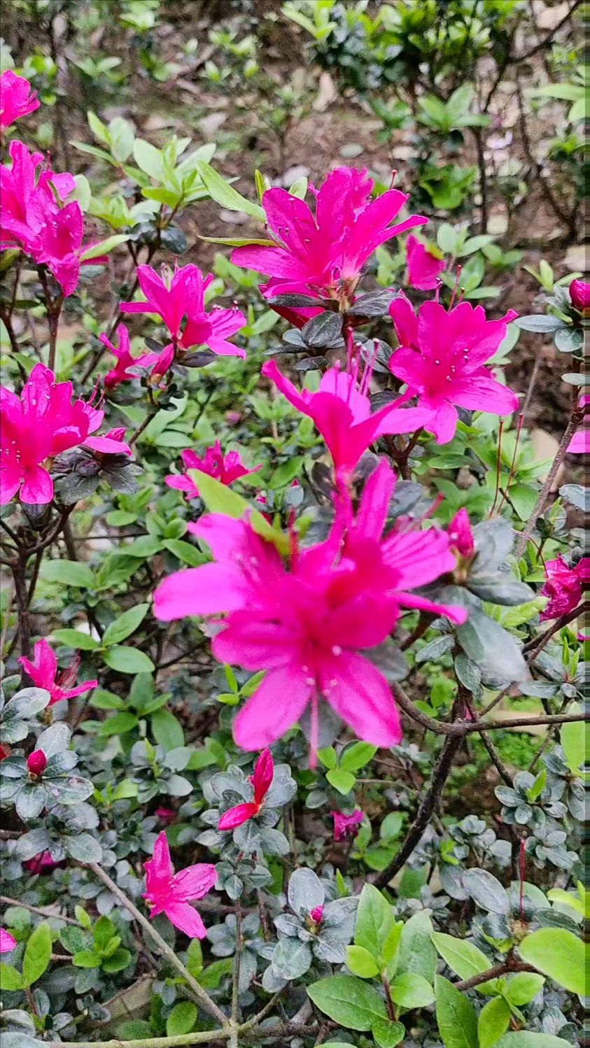 杜鹃花(十二)这种花瓣窄细长的杜鹃花,应该是比较少有的吧?