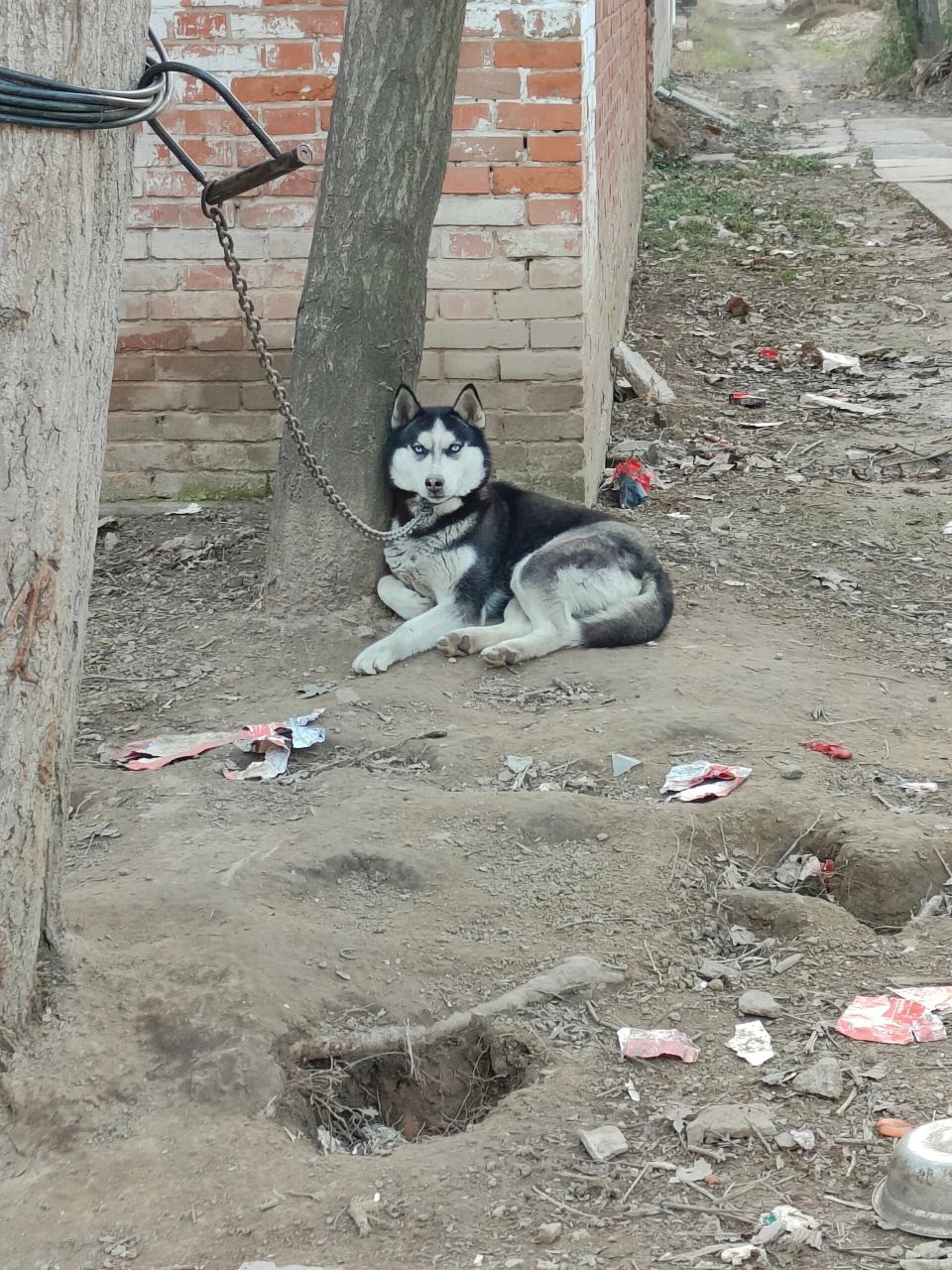 土狗和二哈的杂交图片