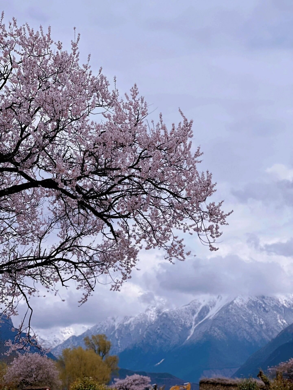 我找到了这颗千年桃花树 位于波密倾多寺, 全称倾多强巴林寺, 是一座