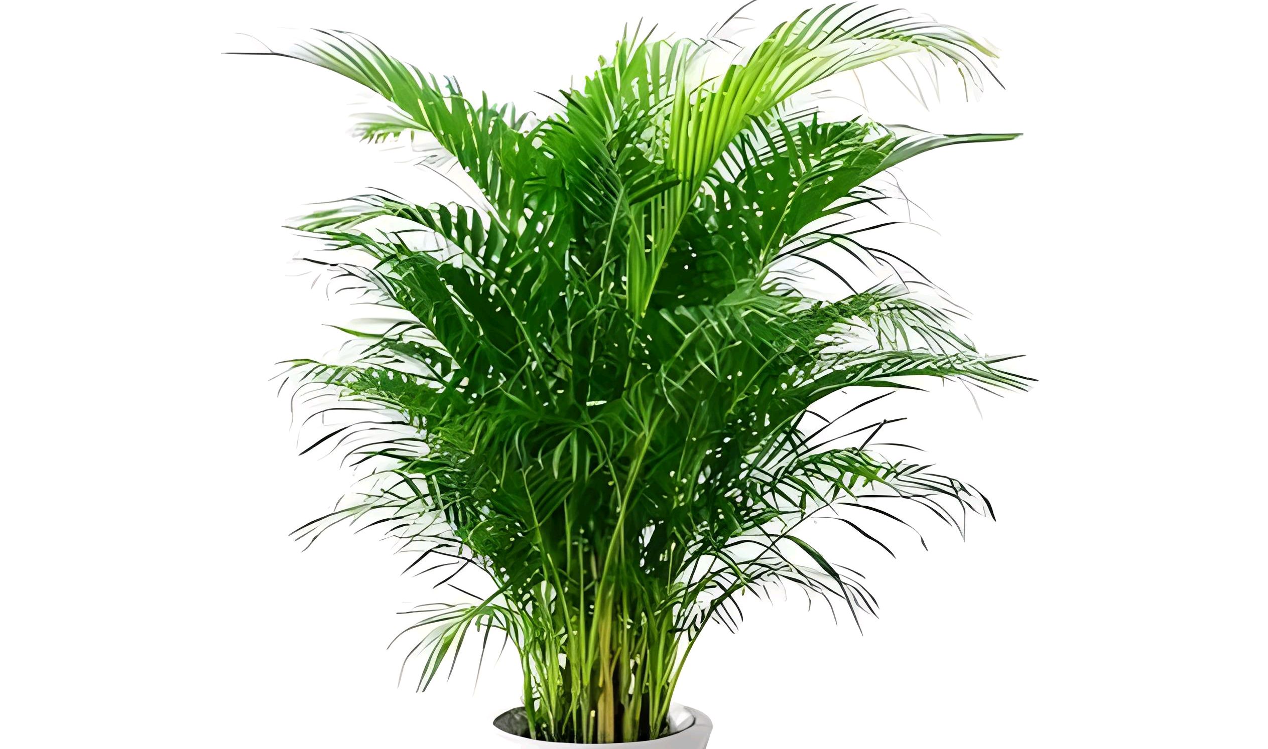 掌握修剪技巧,让你的凤尾竹健康成长