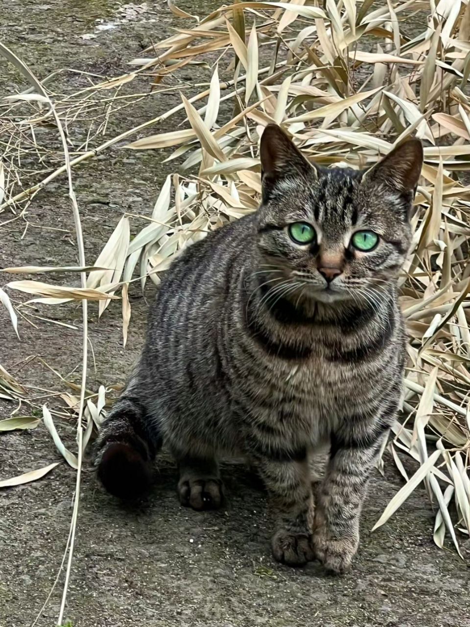 绿眼狸花猫图片