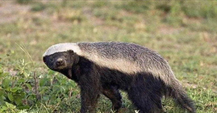 盘点爱记仇的五种动物,智商高心眼小,"生死看淡,不服就干"