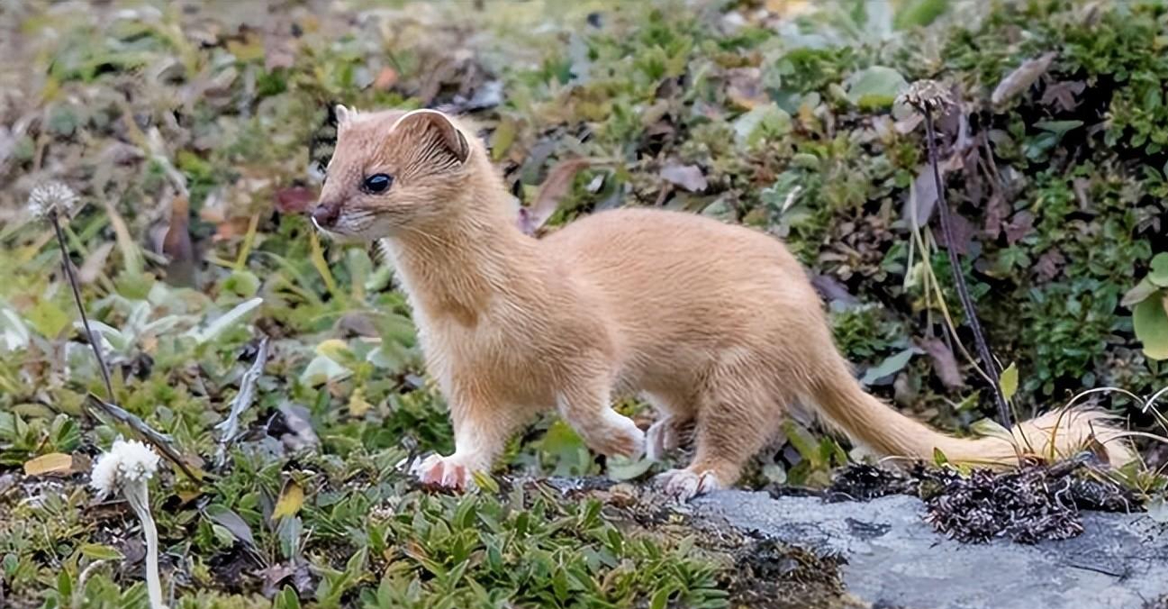 黄鼠狼的天敌是什么?黄鼠狼吃什么