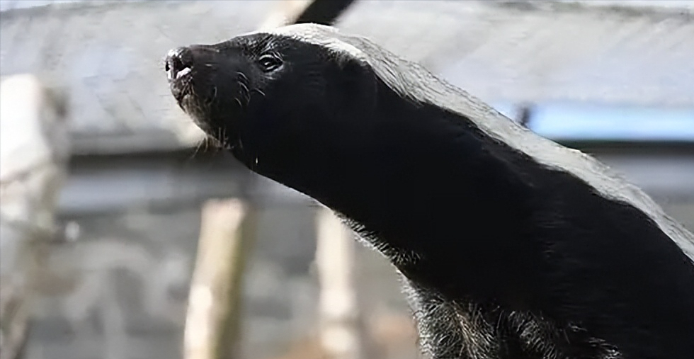 盘点爱记仇的五种动物,智商高心眼小,"生死看淡,不服就干"