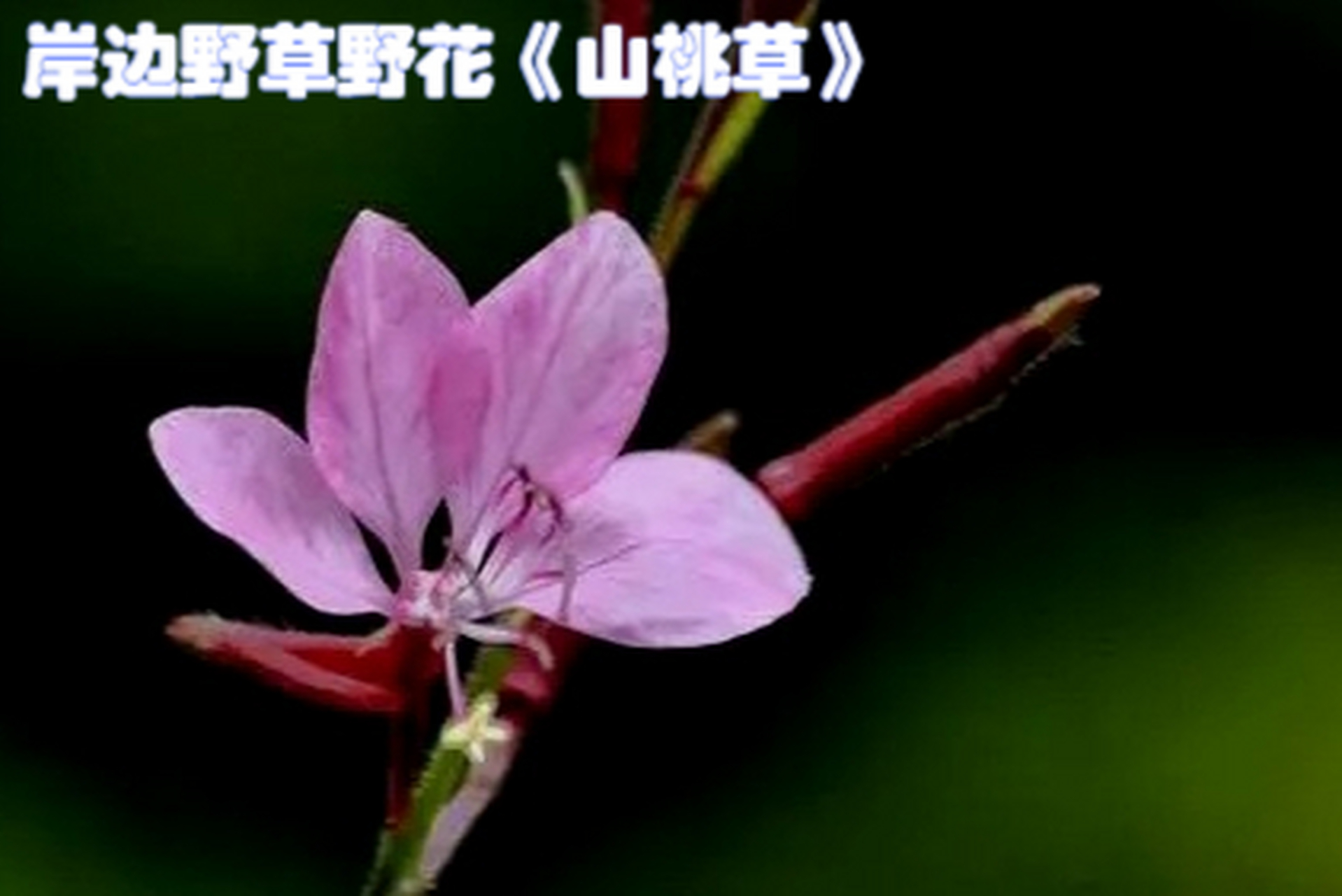 隐藏在草丛中的小花山桃草,粉红高挑,美不胜收.分株能力强!