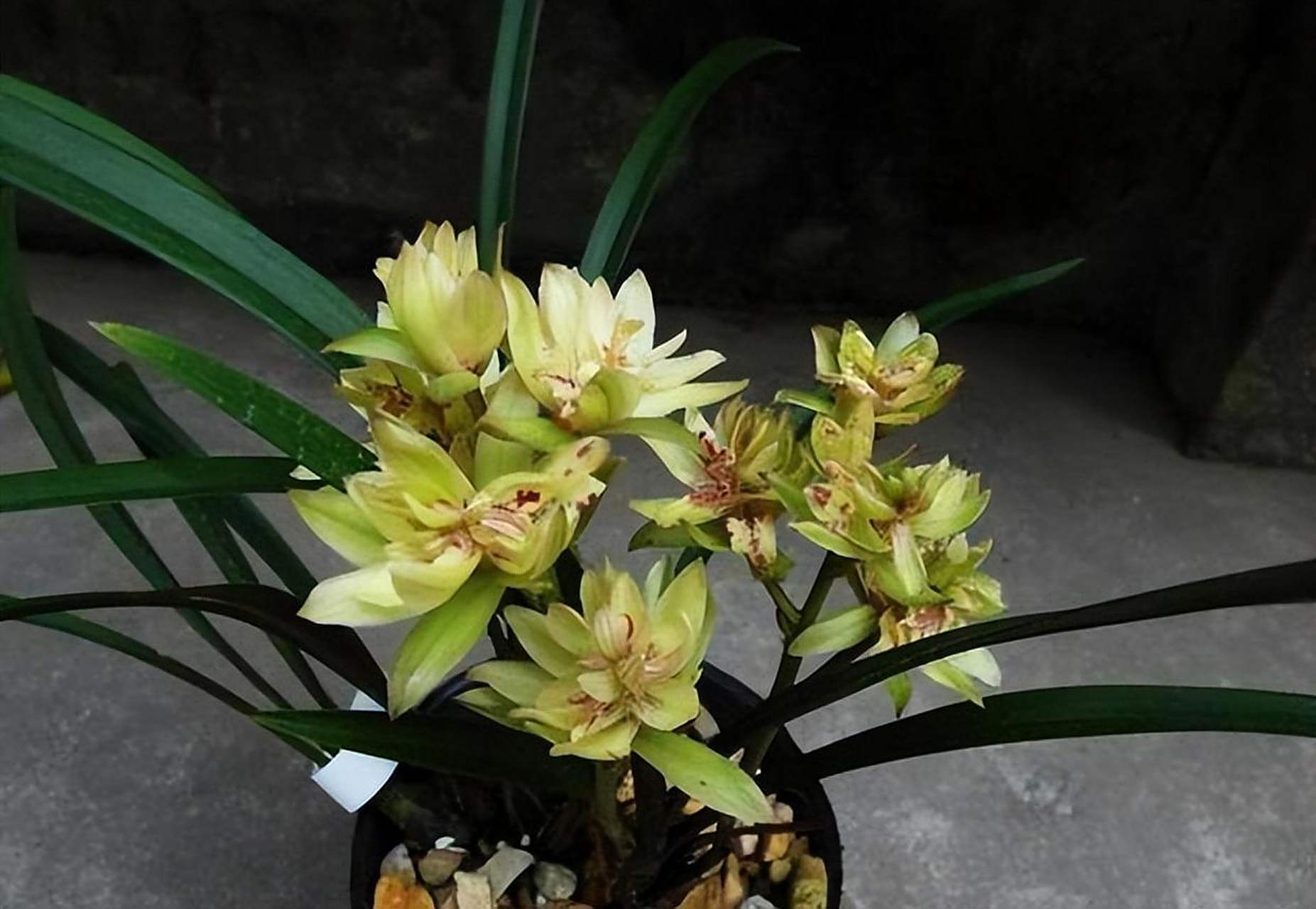 富山奇蝶兰花,艳丽饱满,花香清新浓郁,花期超长且花量惊人!