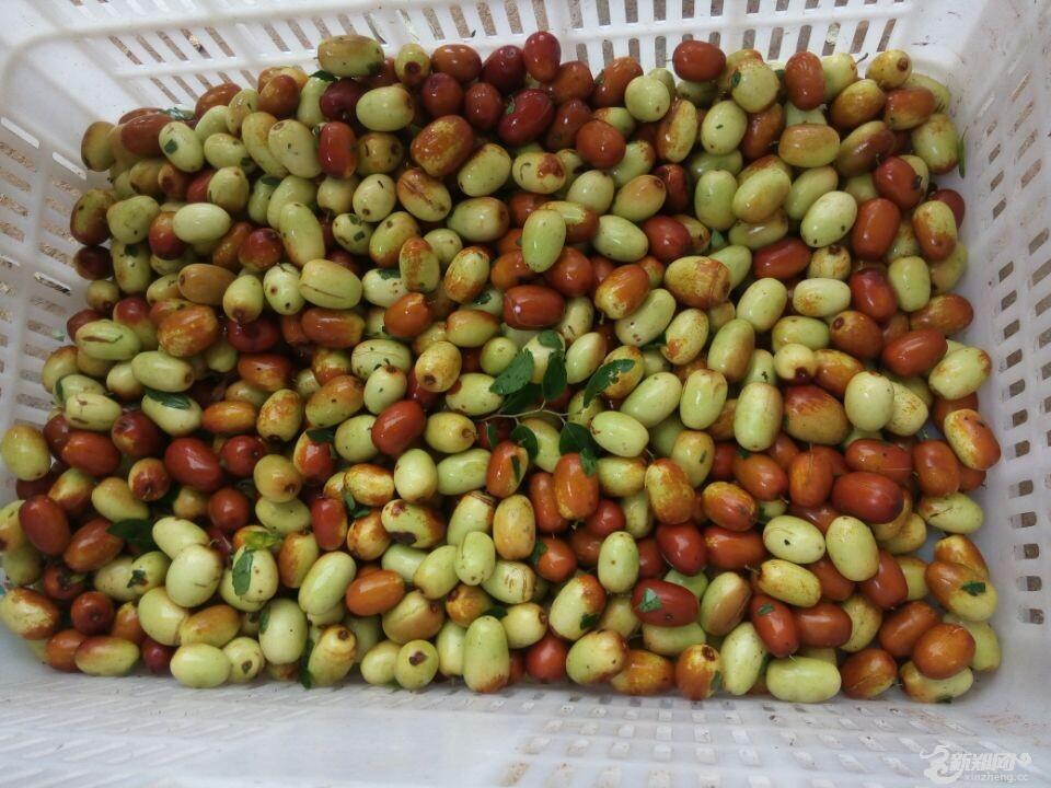 河南新郑:大枣的甜蜜传奇