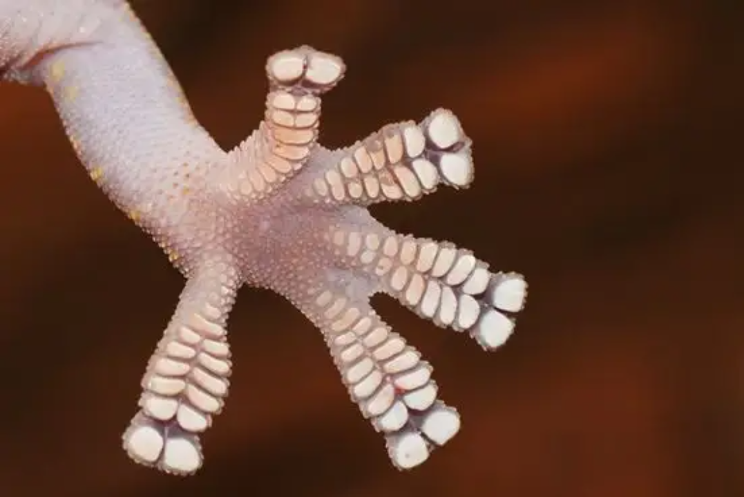 回顾壁虎它有什么可怕之处为什么壁虎是五毒之一