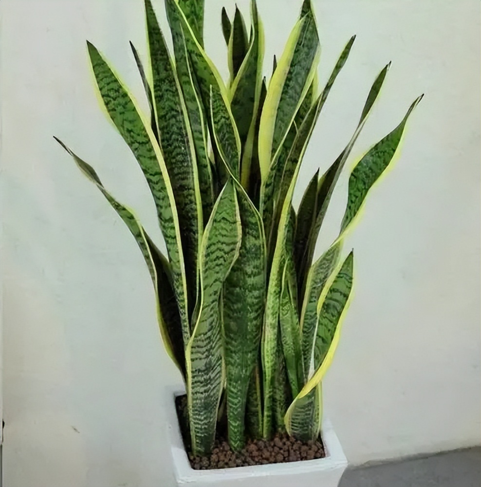 虎皮兰叶片颜色无光泽?3个动作催一催,猛长新芽和侧芽