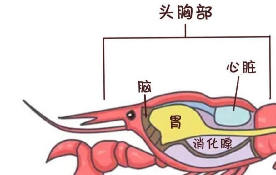 回顾 小龙虾头部的黄是虾黄还是虾屎?吃了这么多年终于明白