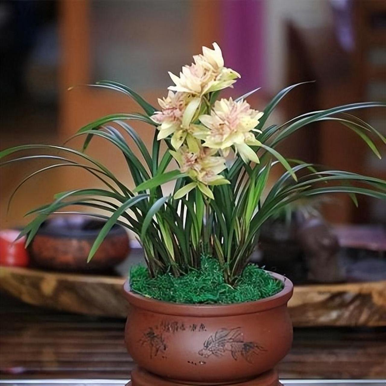 富山奇蝶兰花,艳丽饱满,花香清新浓郁,花期超长且花量惊人!