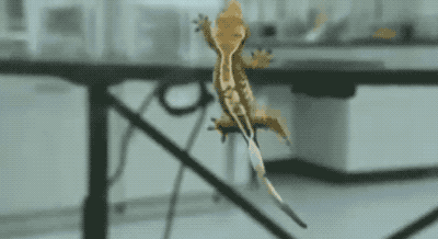 回顾壁虎它有什么可怕之处为什么壁虎是五毒之一