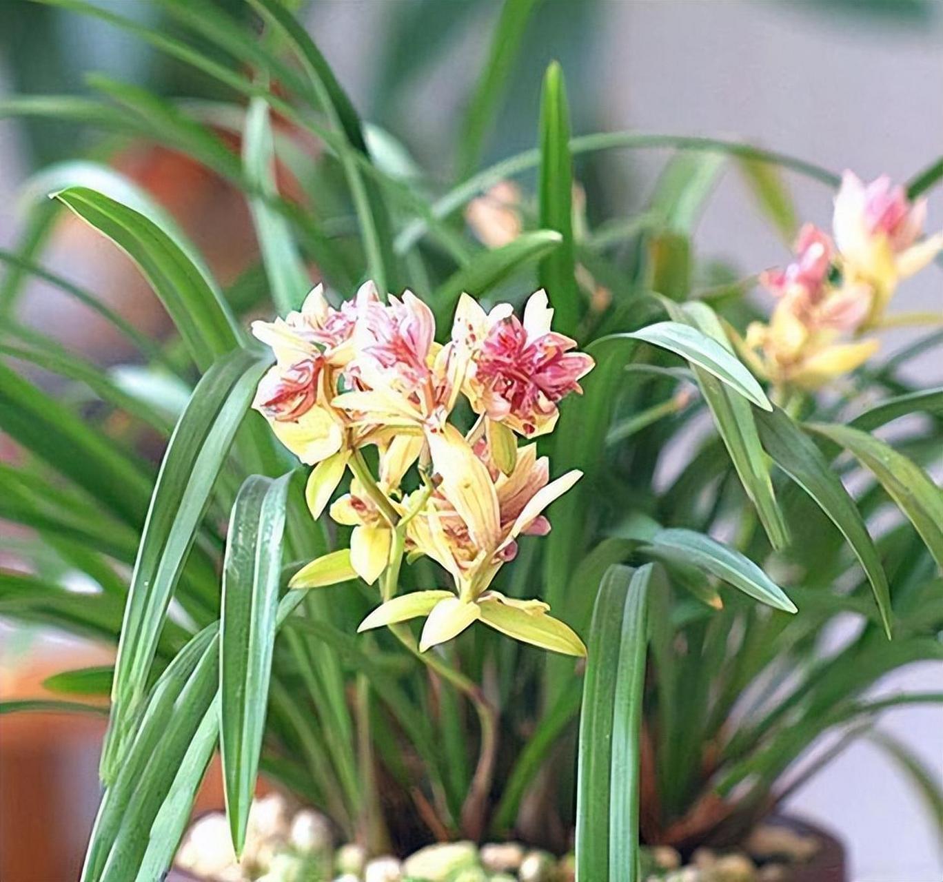 富山奇蝶兰花,艳丽饱满,花香清新浓郁,花期超长且花量惊人!