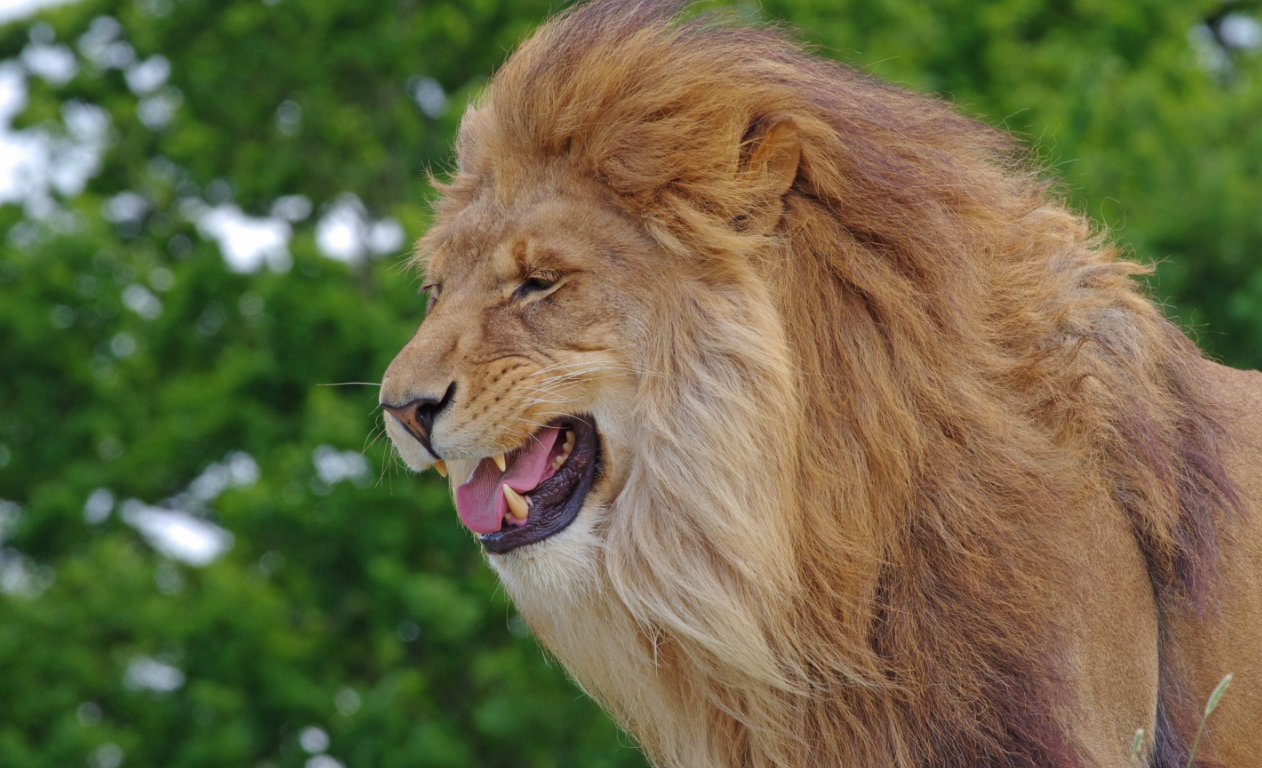 草原之王,狮子,生活在非洲干旱炎热的大陆上,白天气温高达30°c,一年
