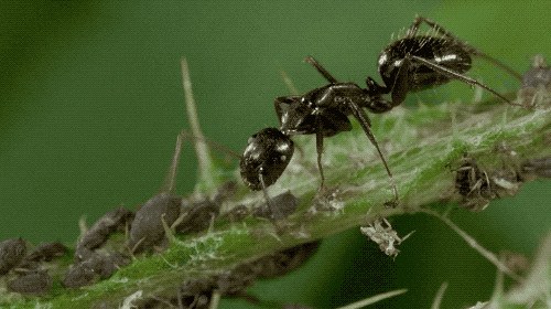 回顾壁虎它有什么可怕之处为什么壁虎是五毒之一