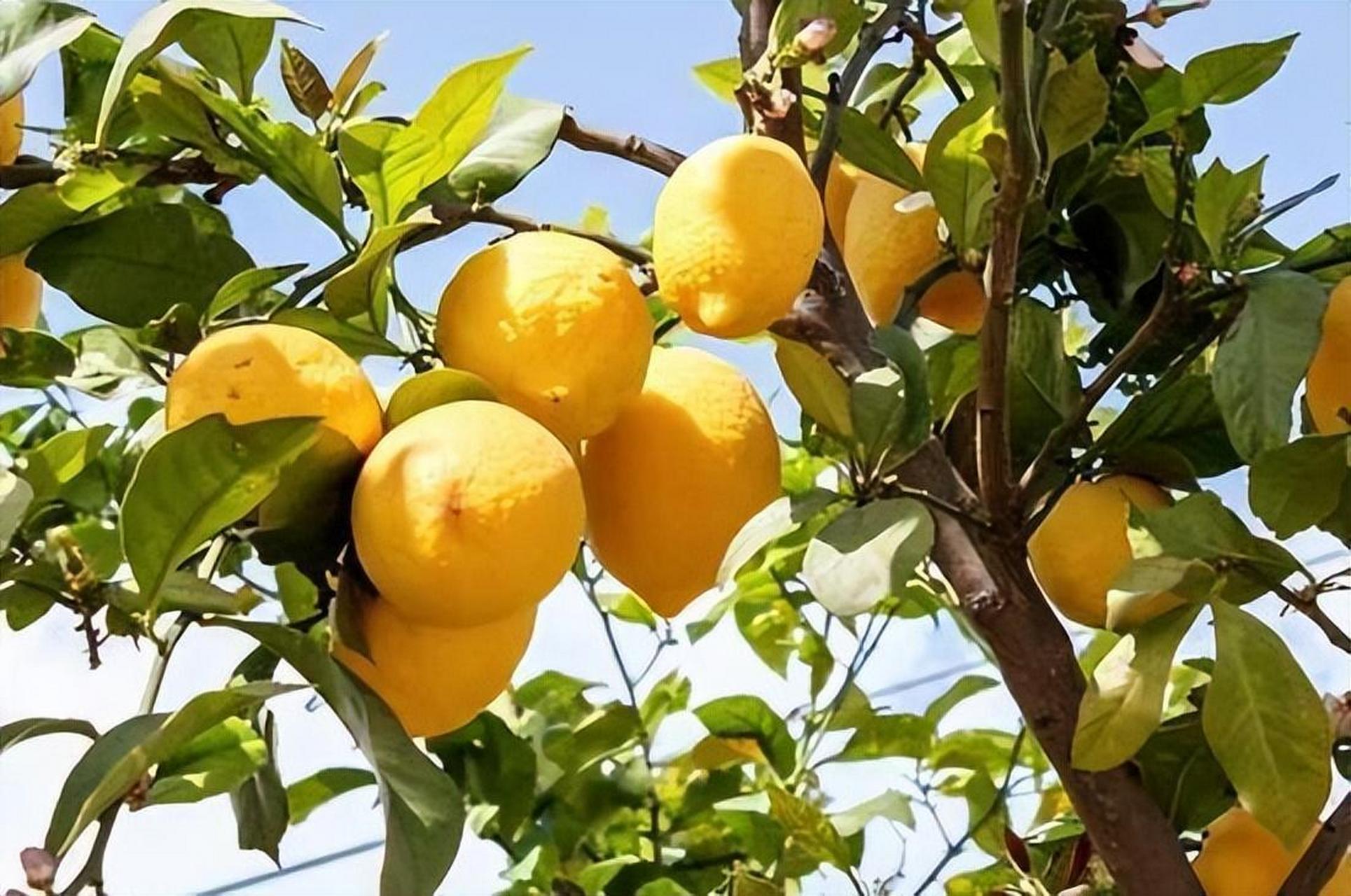 四季柠檬是一种非常适合在南方种植的果树,它不仅具有很高的观赏价值