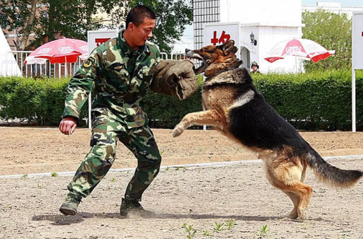 回顾军犬目睹主人被害过程5年后在街上认出仇人手指当街报仇