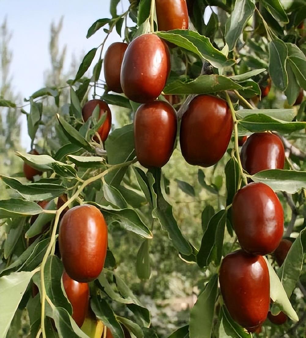 河南新郑:大枣的甜蜜传奇