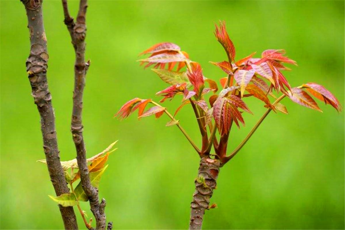 香椿被称为"树上人参",吃香椿有6大好处,但也有4个禁忌