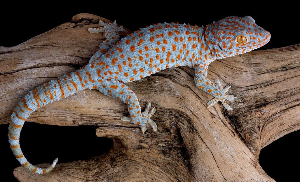 回顾壁虎它有什么可怕之处为什么壁虎是五毒之一