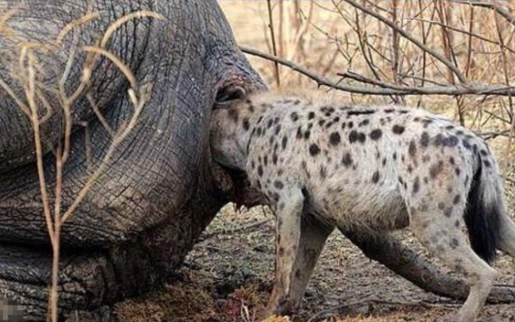 这些动物有多臭一个屁波及方圆800米甚至能让人短暂失明